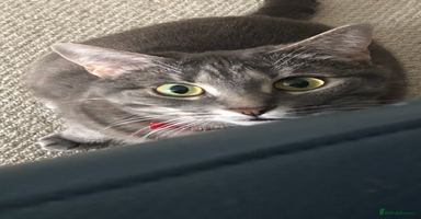 Domestic Shorthair cats - Advert 6