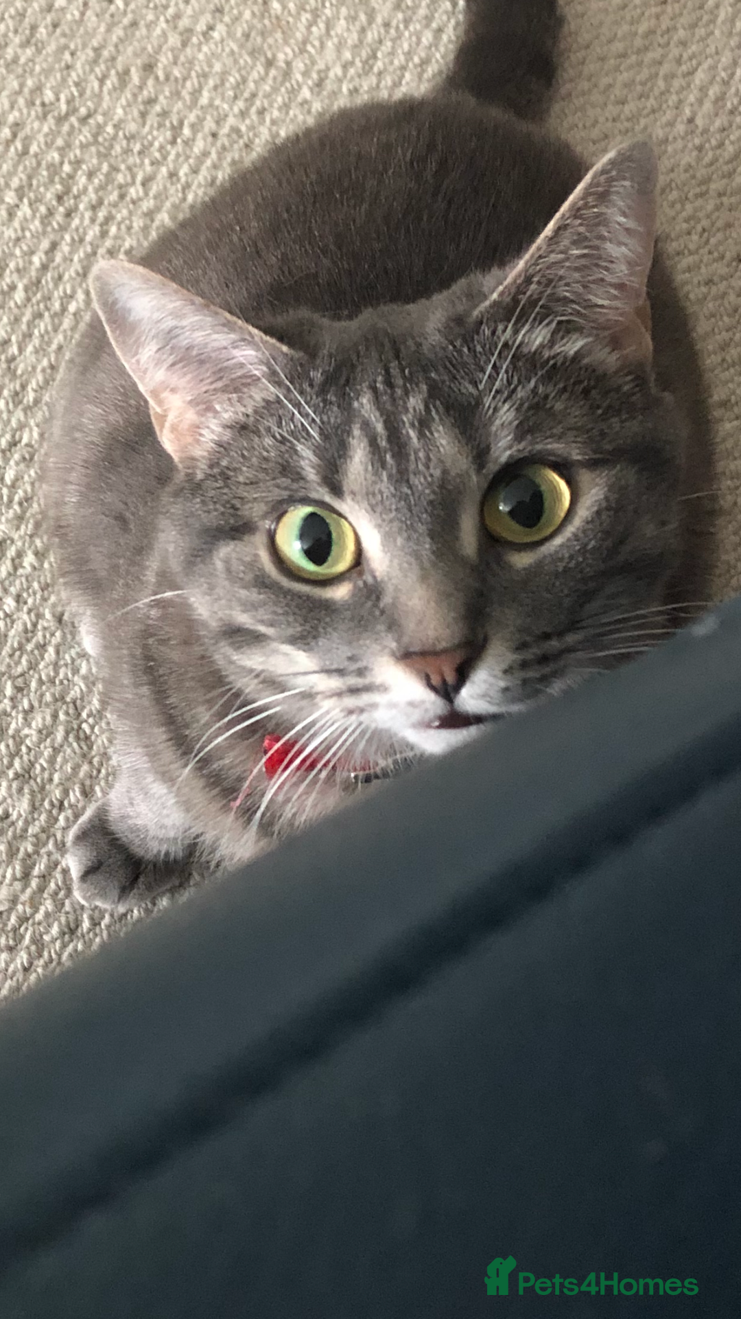 Domestic Shorthair cats for sale: Tabby Cat -FREE TO GOOD HOME - Image 3