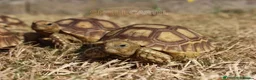 Tortoise reptiles for sale: BABY SULCATAS & SET UPS - Advert 3