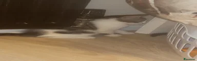 Mixed Breed Kitten 1