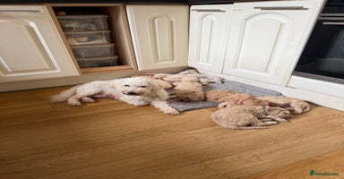 Cavachon dogs - Advert 9