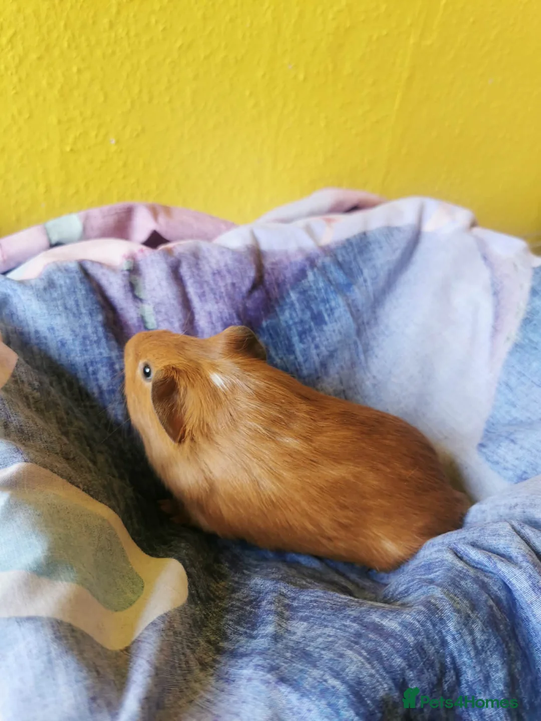 Guinea Pig rodents for sale: 5 Adorable Guinea pigs *READ DESCRITION* - Advert 2