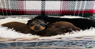 Miniature Dachshund dogs - Advert 3