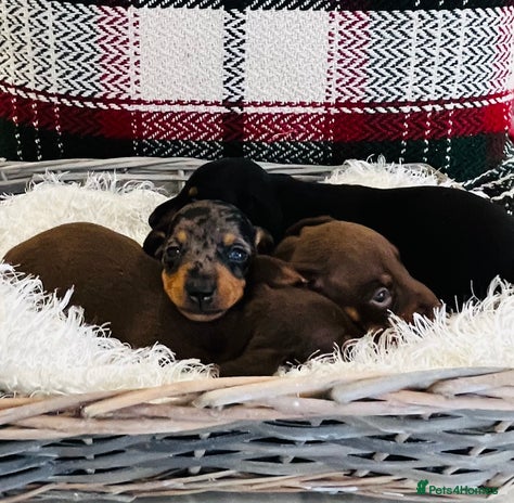 Miniature Dachshund dogs - Advert 2