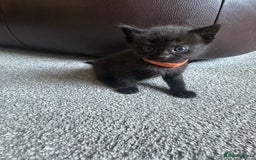 Mixed Breed cats for sale: Beautiful kittens looking for their forever home  - Image 4
