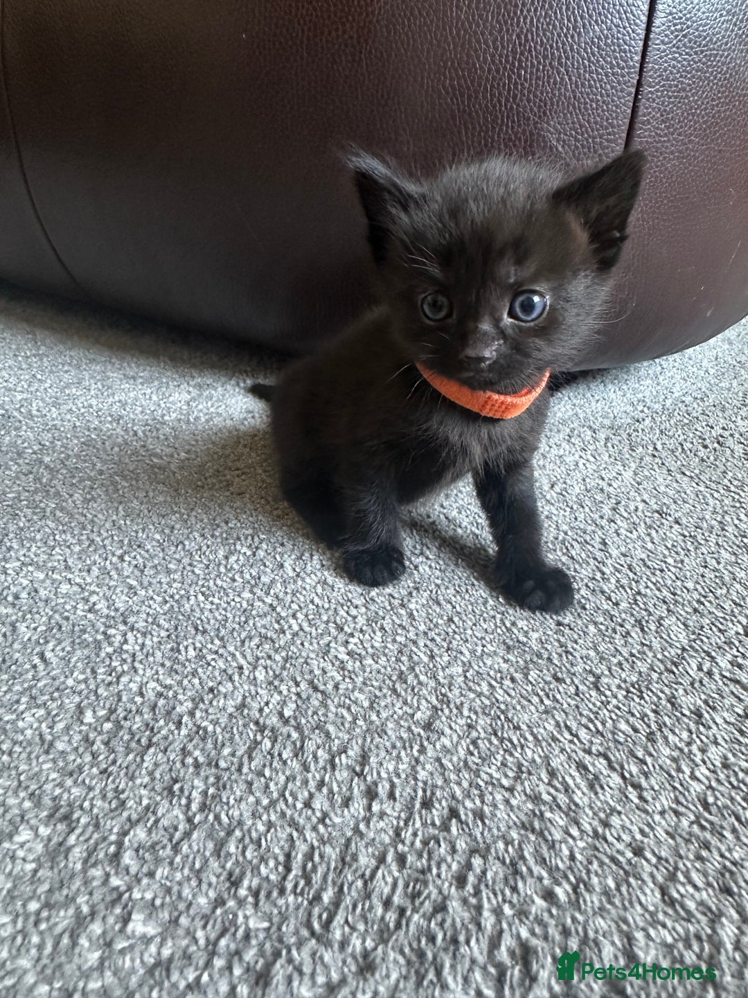 Mixed Breed cats for sale: Beautiful kittens looking for their forever home  - Image 4