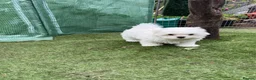 Maltese dogs for sale: 😍Tiny gorgeous Maltese puppies🥰  - Advert 2