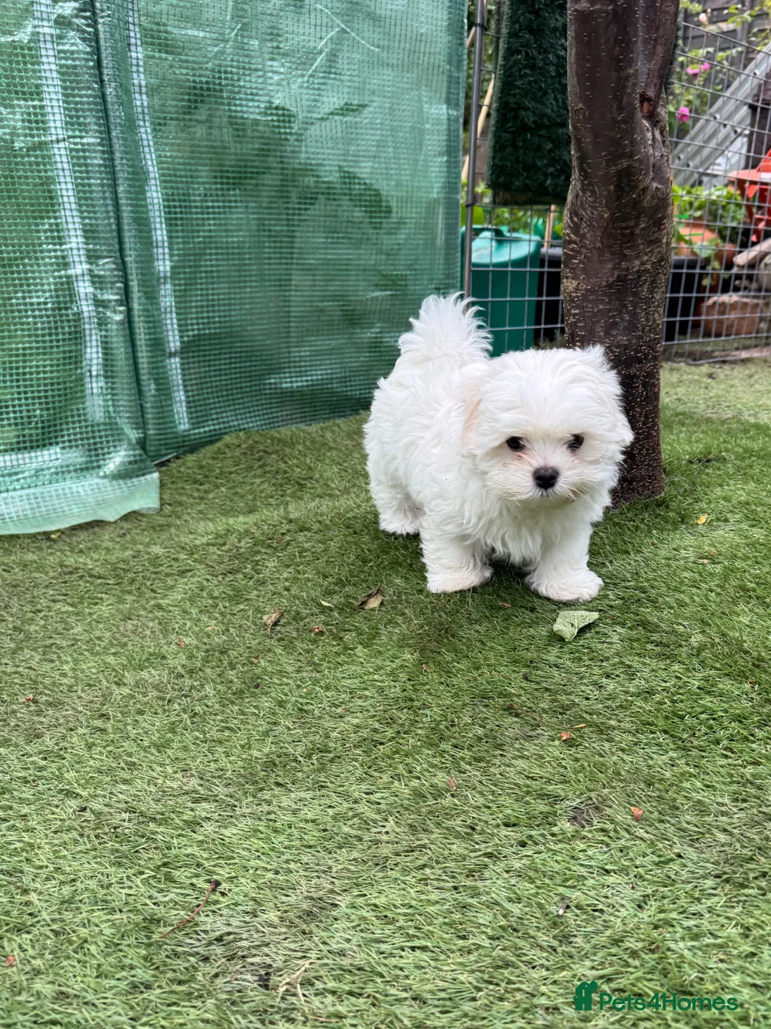 Maltese dogs for sale: 😍Tiny gorgeous Maltese puppies🥰  - Advert 2
