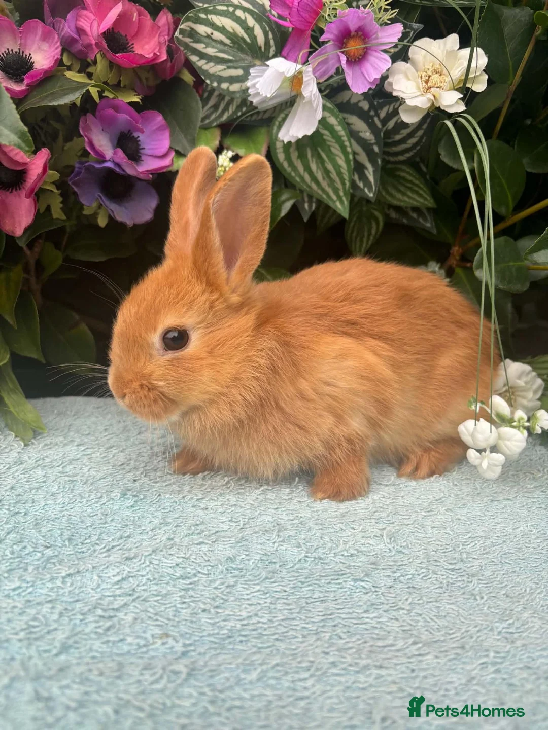 Mixed Breed rabbits for sale: 6 mini lop cross 3 female 3 male - Advert 1