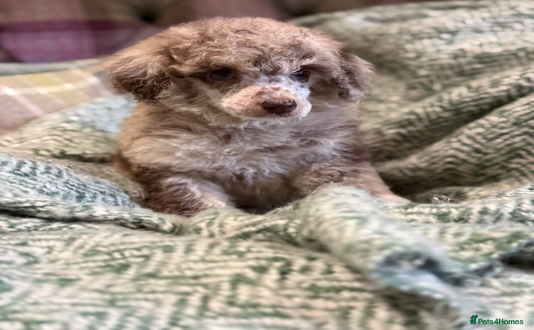 Miniature Poodle dogs - Advert 2