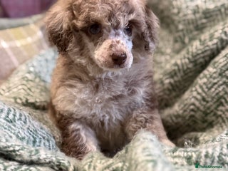 Miniature Poodle dogs Beautiful Miniature Poodle pups - Advert 9