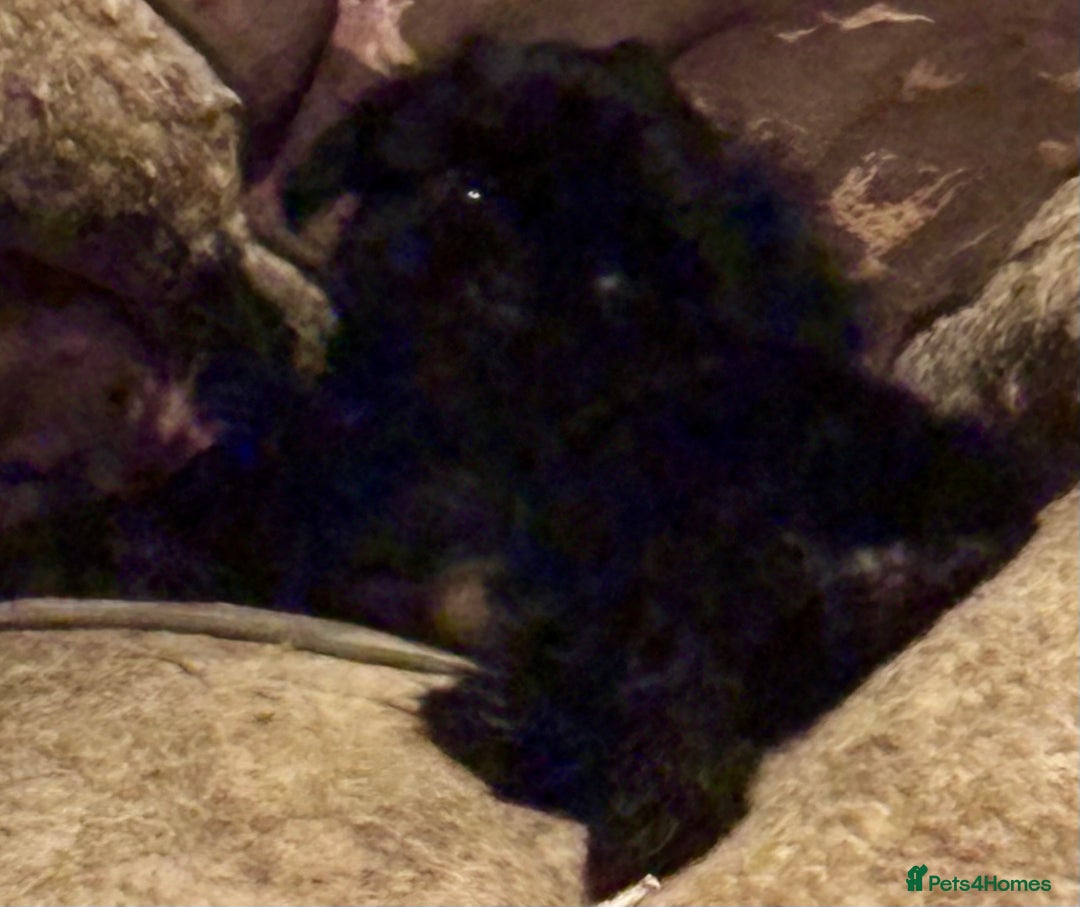 Shih Tzu dogs for sale: Two stunning pups. - Advert 5