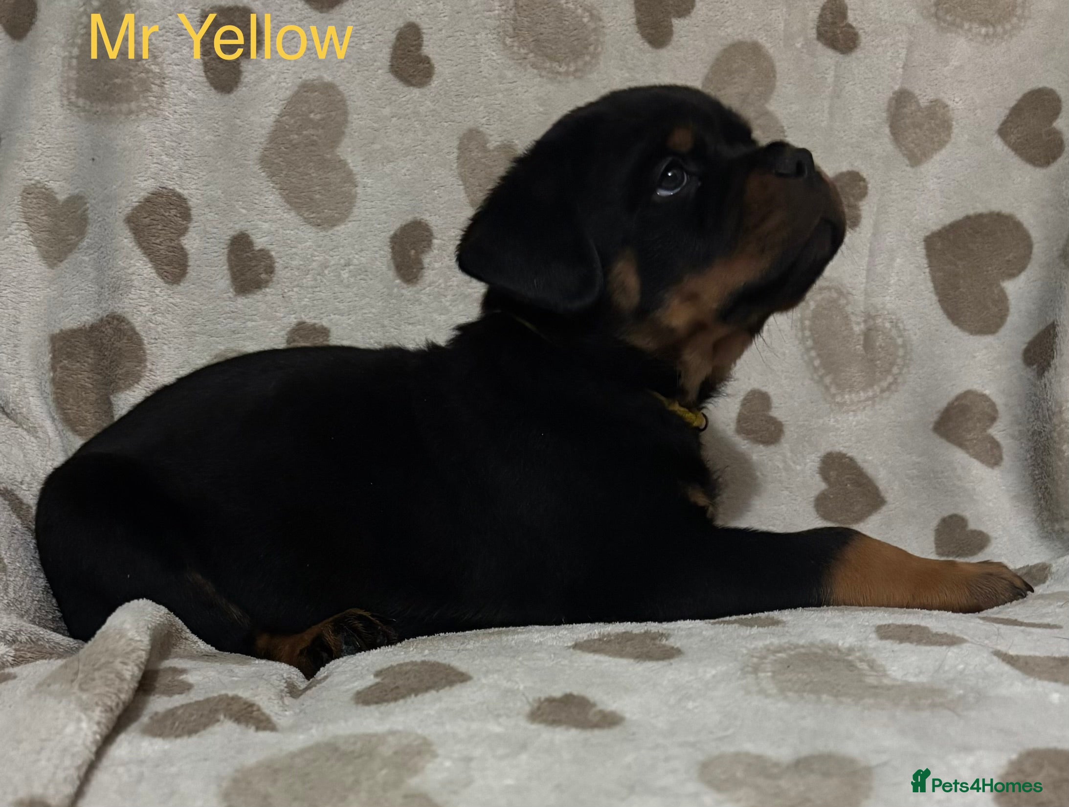 Rottweiler dogs Top Quality KC Health Tested Rottweiler Puppies  - Advert 5
