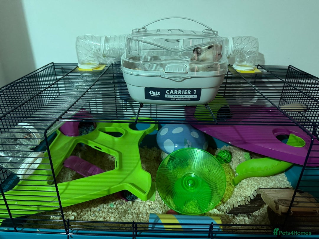 Hamster rodents for sale: Syrian hamster with full set up - Image 6