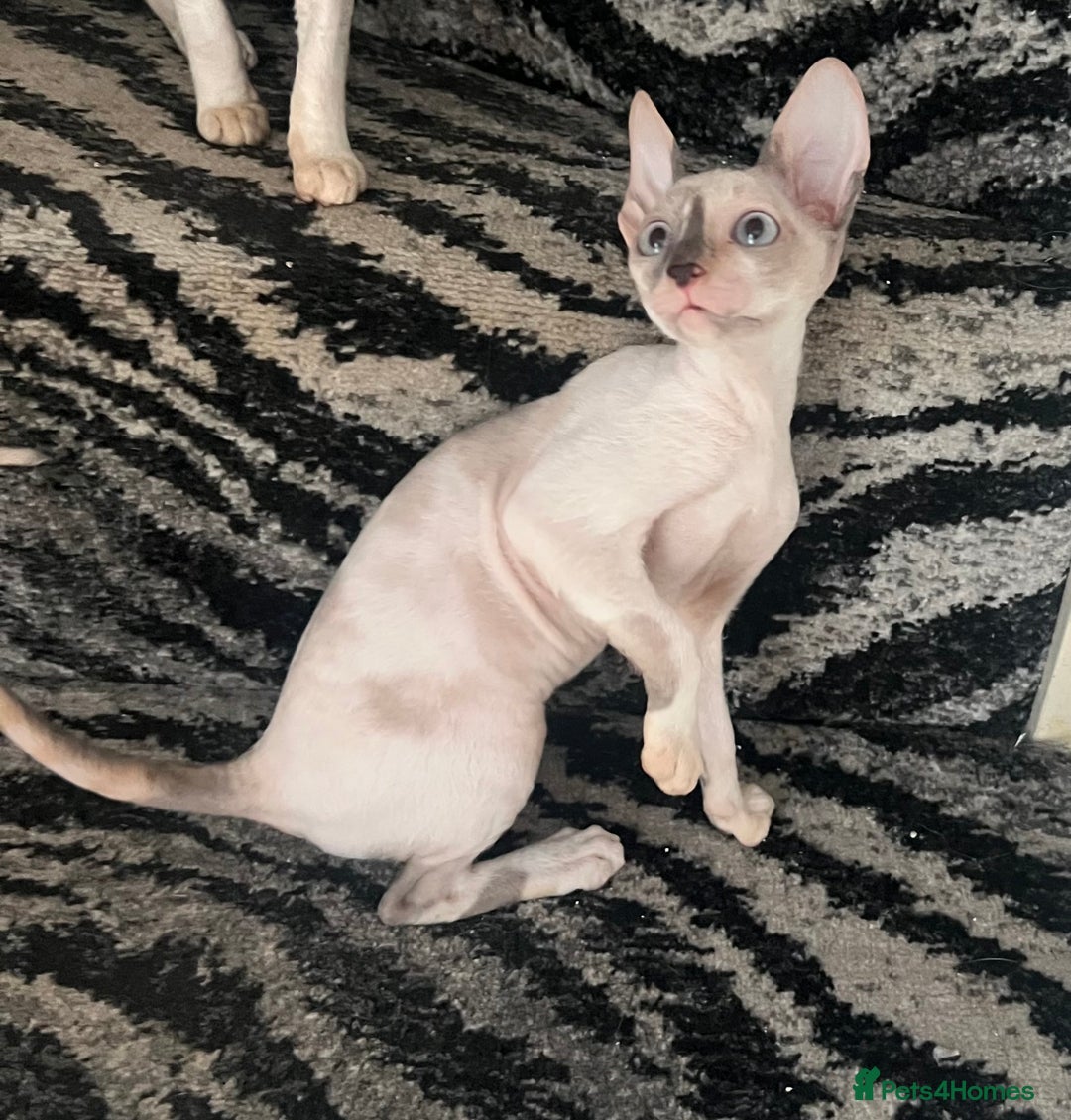 Cornish Rex cats for sale: Stunning ready to leave now Cornish Rex Female  - Image 7