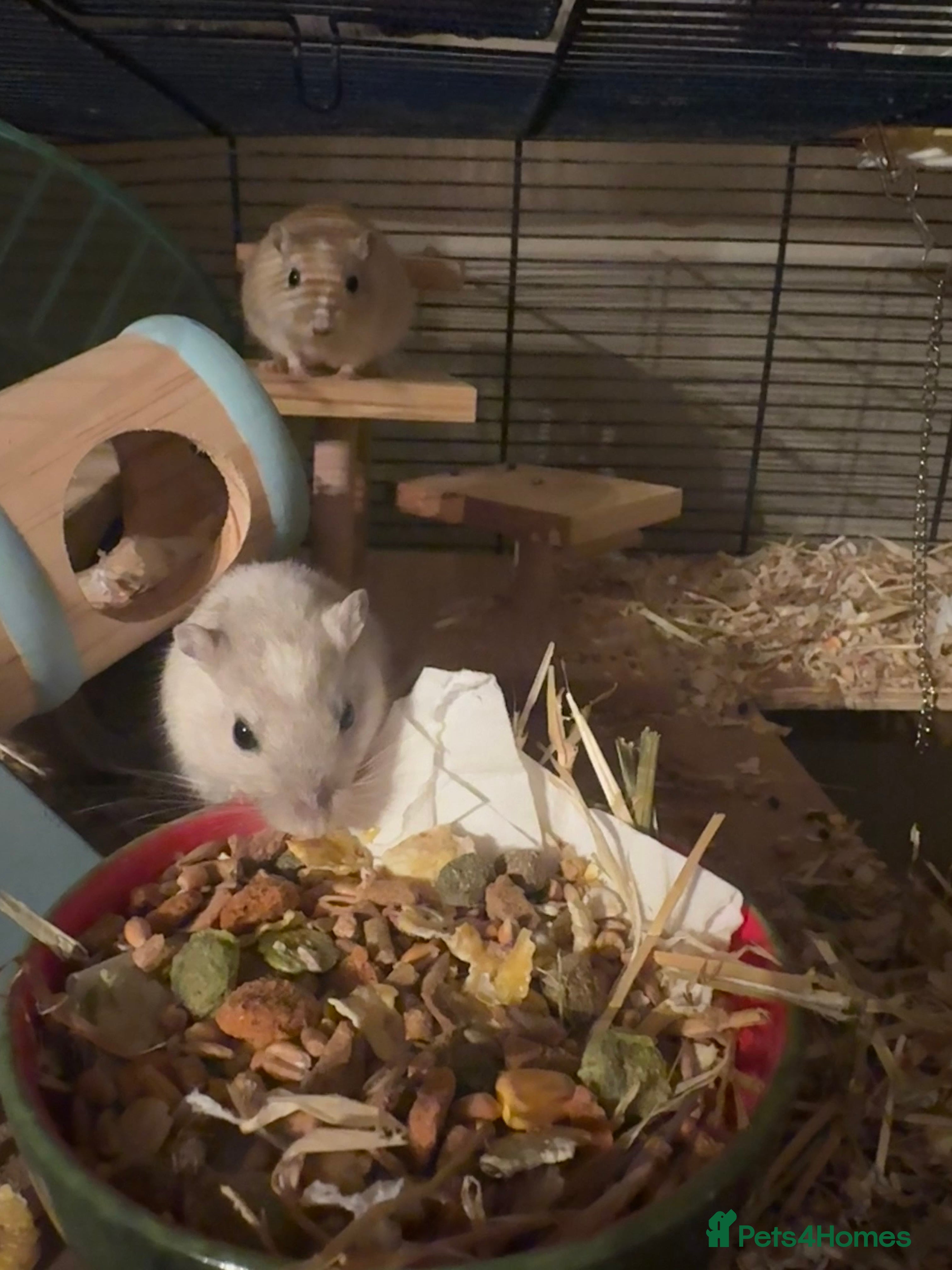 Gerbil rodents Two gerbils and cage for free in Hull - Advert 1