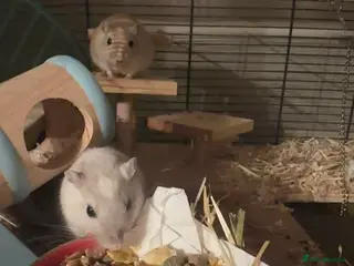 Gerbil rodents Two gerbils and cage for free in Hull - Advert 1