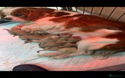 Cavapoo dogs for sale: Cavapoo puppies  - Image 3