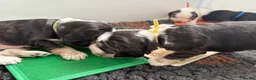 Cocker Spaniel dogs for sale: Ready Now RKC Reg DNA CLEAR Show Cocker Female in Fareham - Advert 33