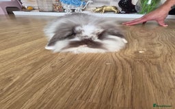 Mini Lop rabbits for sale: Mini lop bunnies ready now  - Image 6
