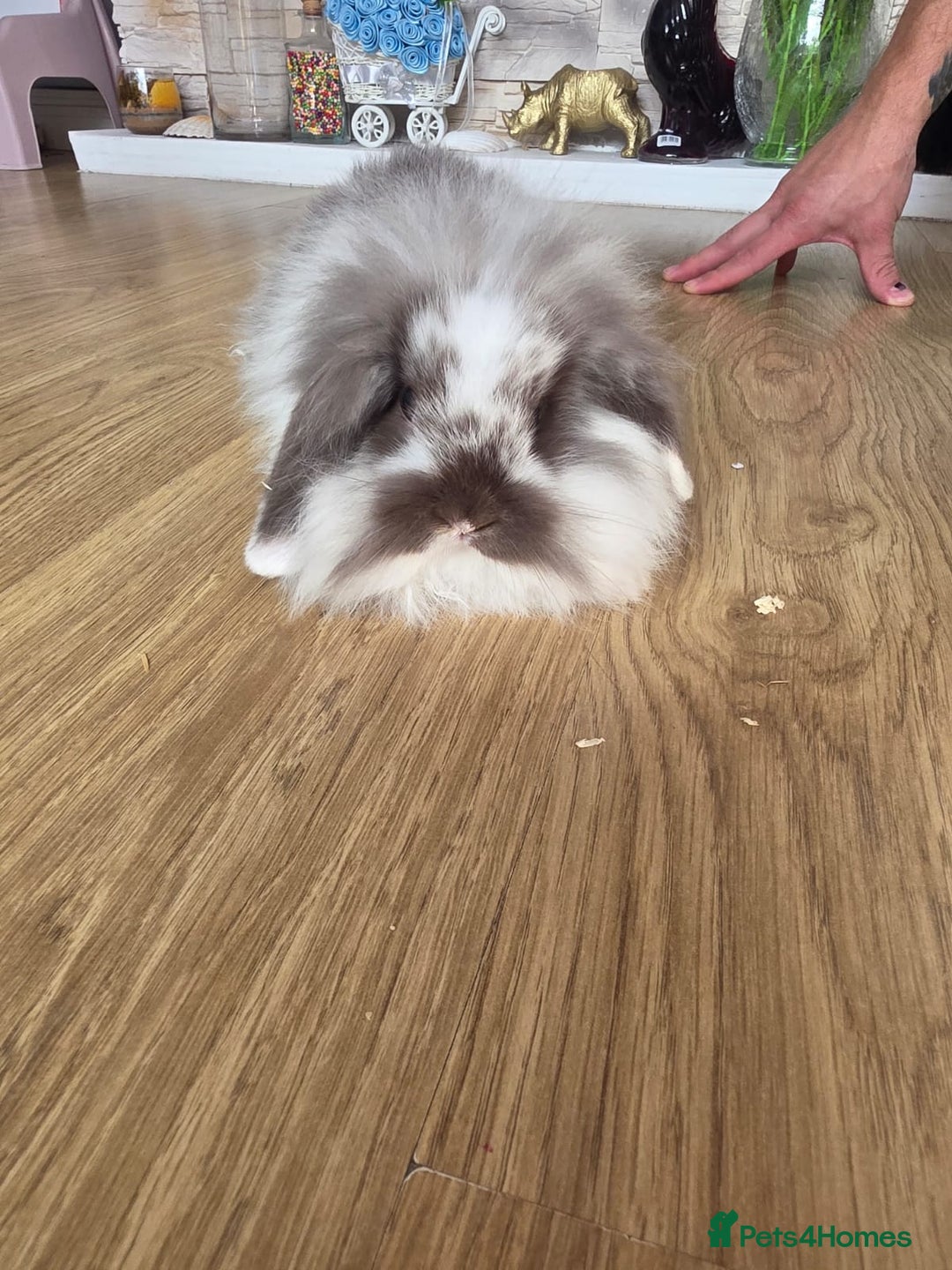 Mini Lop rabbits for sale: Mini lop bunnies ready now  - Image 6