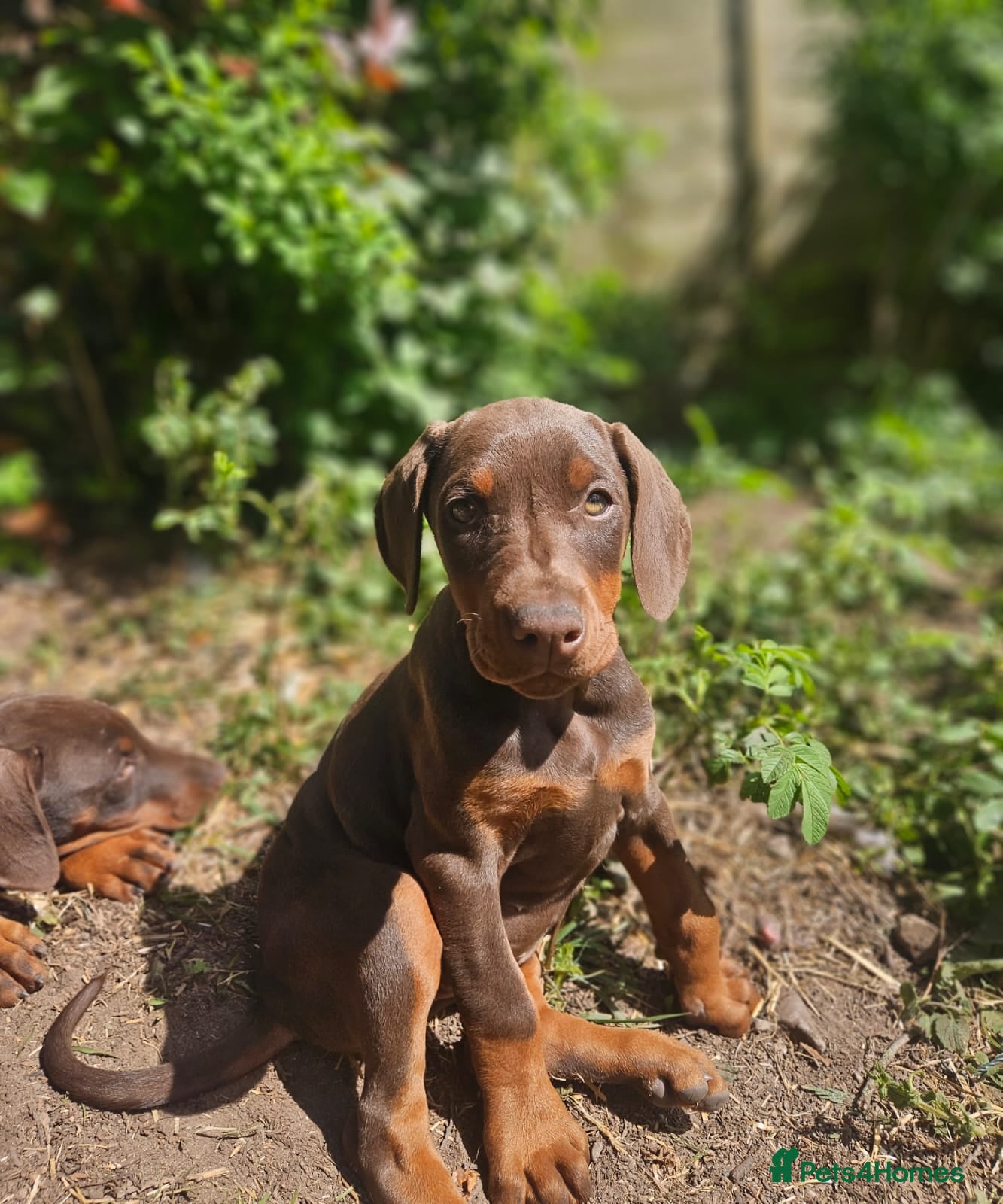 Dobermann dogs 🐕🐾 World Champion Bloodline female. 🏆 🐾 - Advert 6