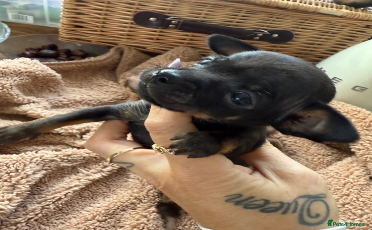 Chihuahua dogs - Advert 6