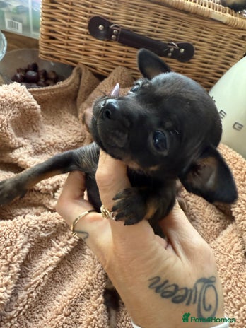 Chihuahua dogs - Advert 6