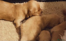 Maltipoo dogs for sale: 🧸🧸Teddy bears🧸🧸 - Image 3