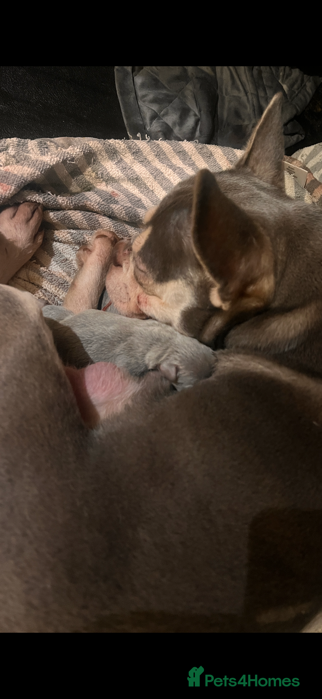 French Bulldog dogs for sale: Stunning boy looking for his forever home  - Advert 10