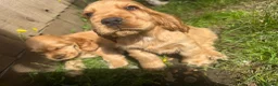 Cocker Spaniel dogs for sale: Gorgeous KC Show Cocker Babies  - Advert 20