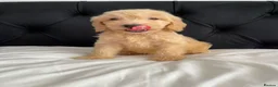 Cockapoo dogs for sale: Cockerpoo Puppies  - Advert 13