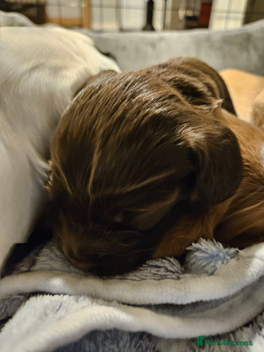 Cocker Spaniel dogs for sale: KC Working Cocker Spaniel Puppies - Advert 21