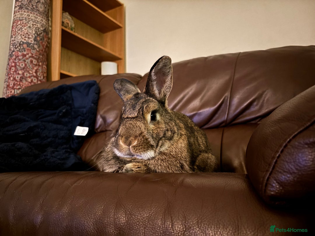 Mixed Breed rabbits for sale: Bean (looking for a bunny wife) - Image 3
