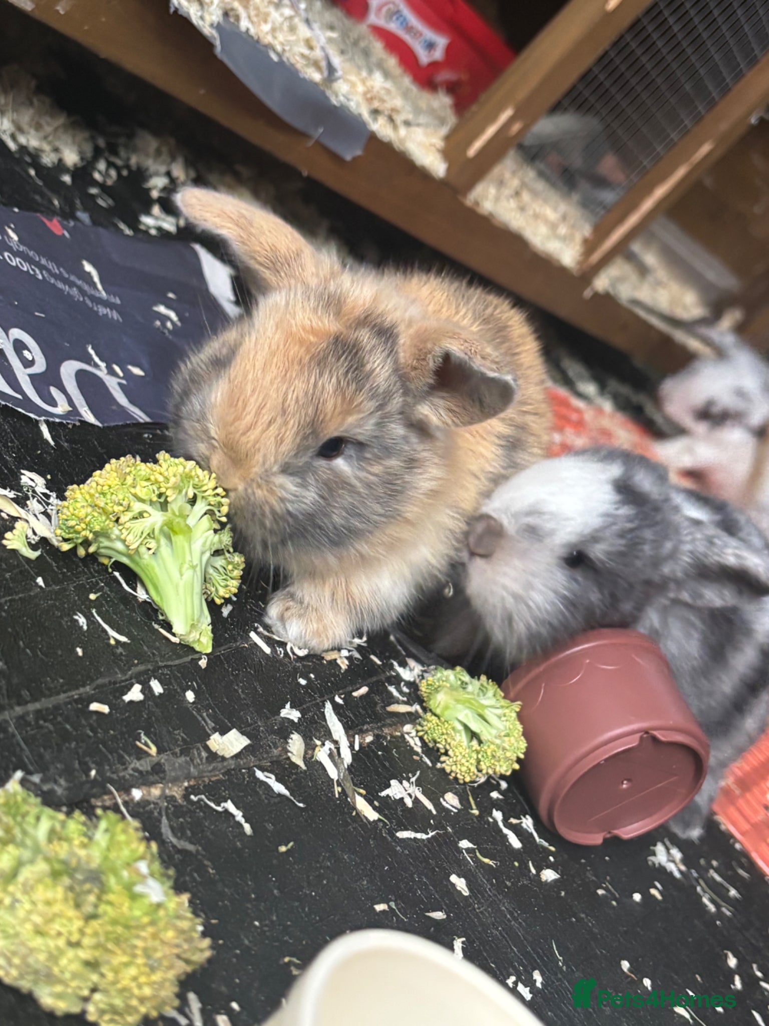 Mini Lop rabbits for sale: 3 mini lops  - Advert 5