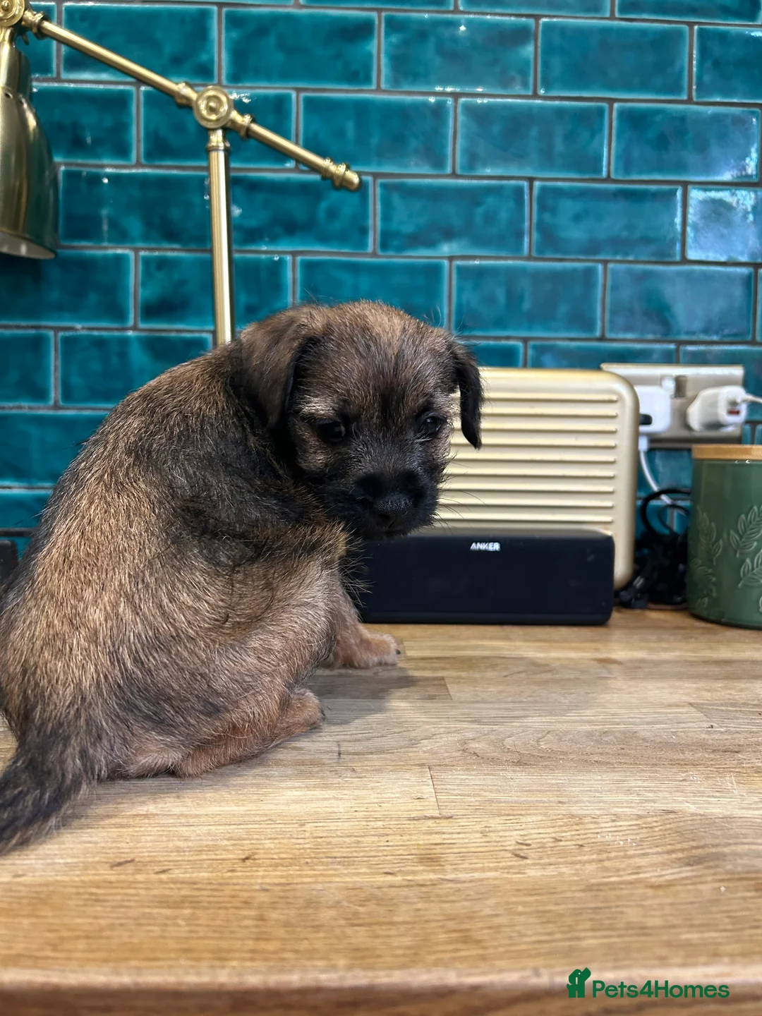 Border Terrier dogs for sale: Female KC registered Border Terrier  - Advert 3