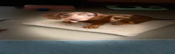 Dachshund dogs for sale: Beautiful dachshund pups - Advert 6