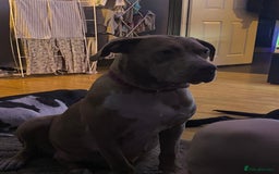 Mixed Breed dogs for sale: Cane corso x  - Image 5