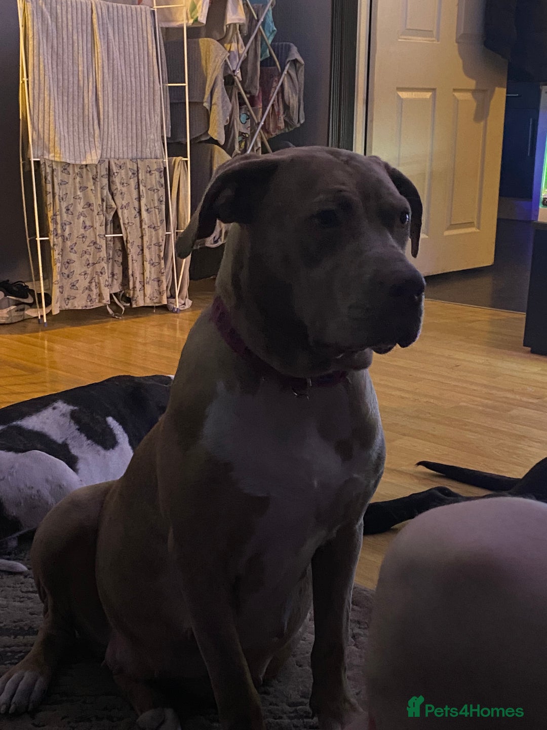 Mixed Breed dogs for sale: Cane corso x  - Image 5
