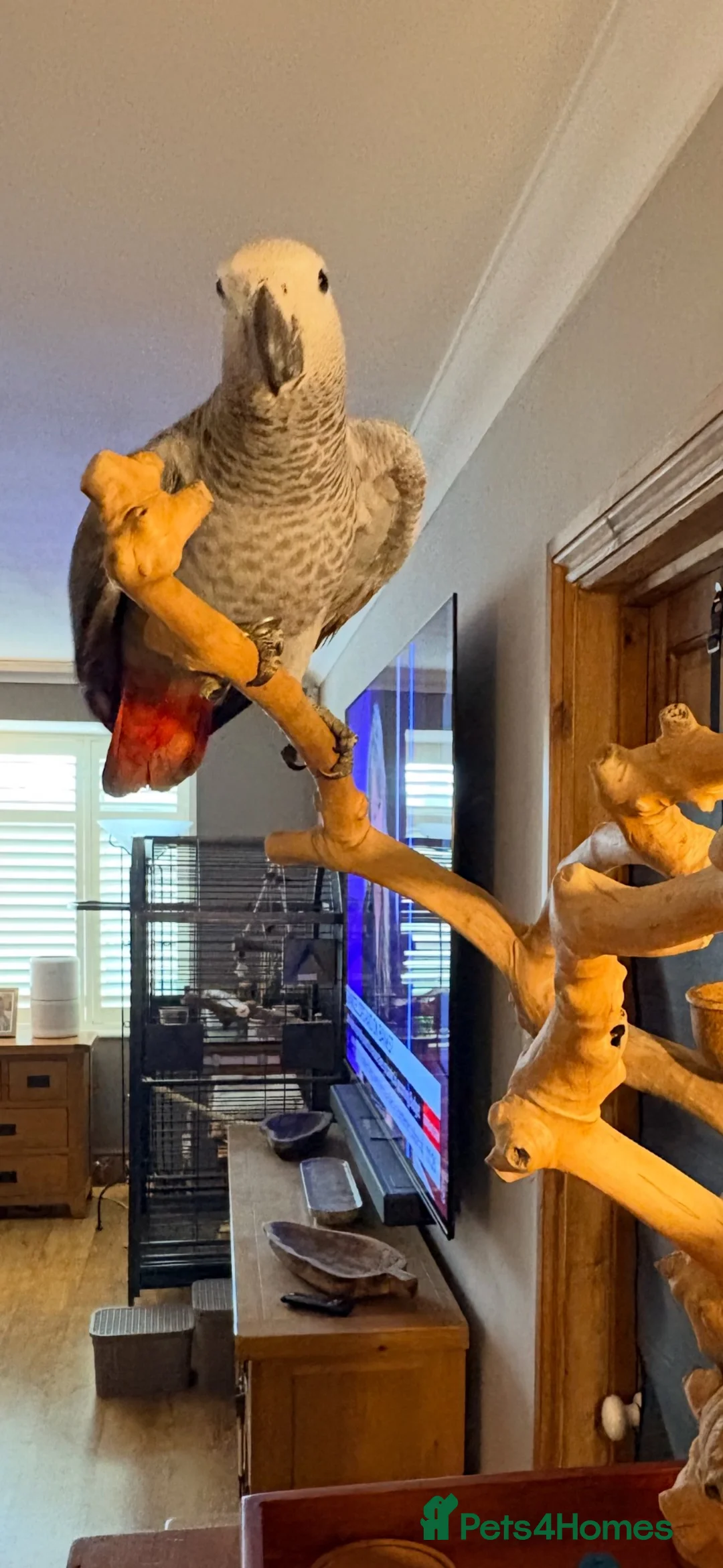 Parrots birds for sale: African Grey Parrot – 14 Weeks Old in Ashford - Advert 7