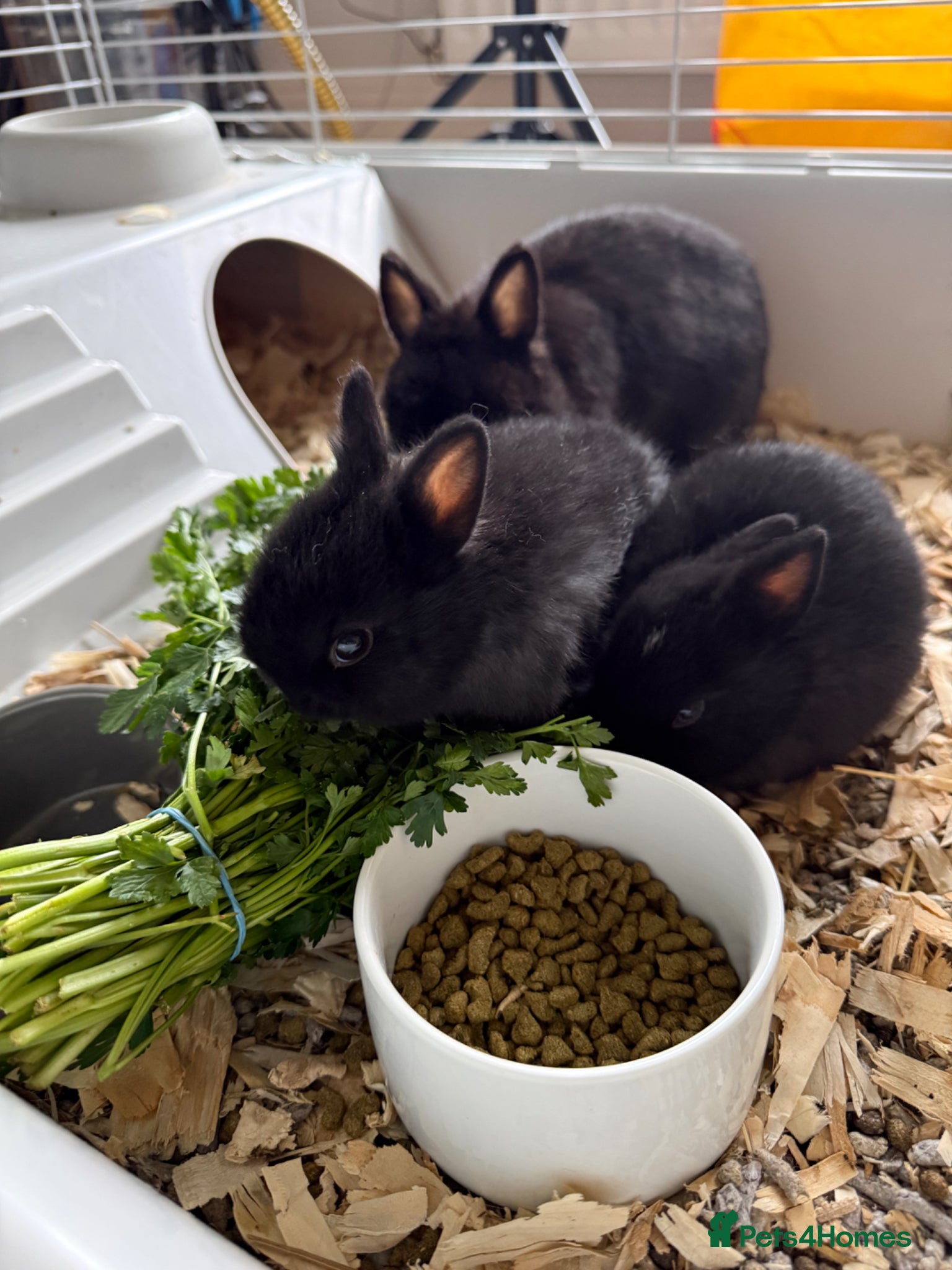 Netherland Dwarf rabbits Female Netherland Dwarf - Advert 17