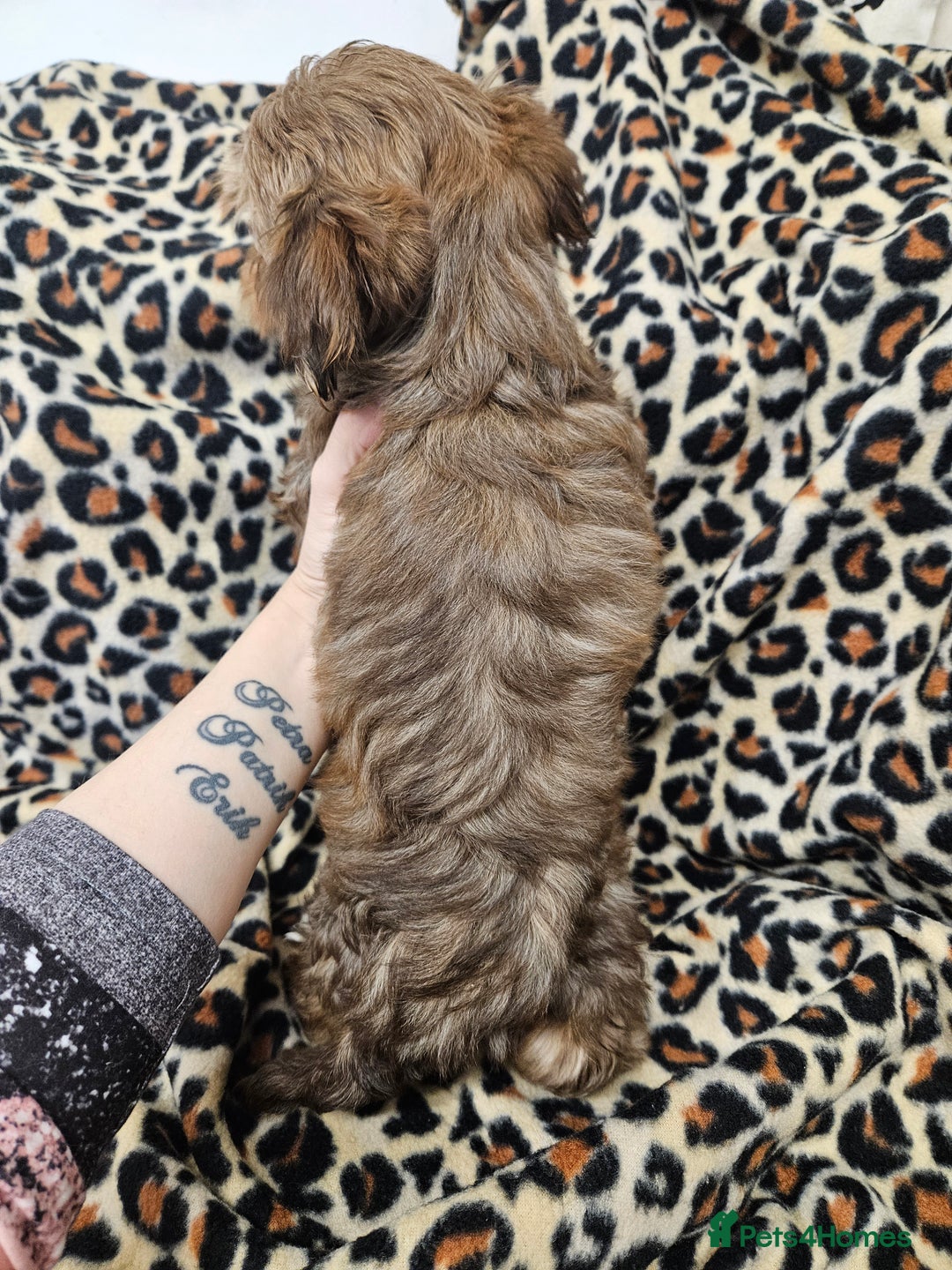Yorkshire Terrier dogs for sale: 🧡 DNA tested parents 🤎 Chocolate Red boy  - Advert 17