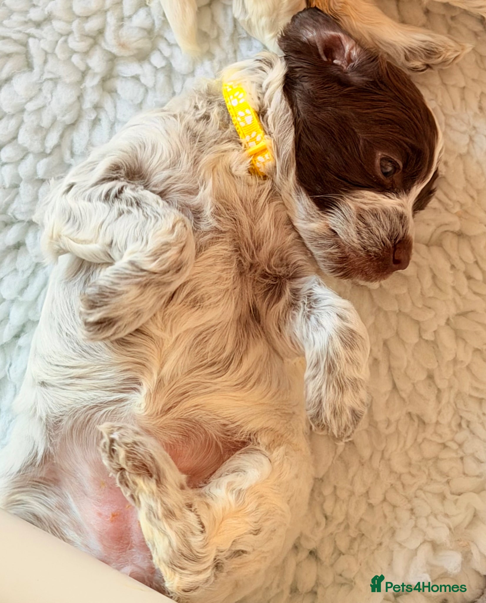 Cockapoo dogs F1 blue, choc and phantom roan parti cockapoos  - Advert 16