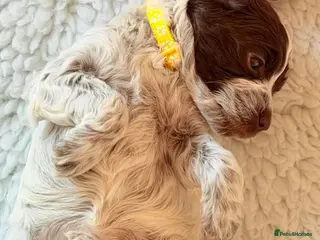 Cockapoo dogs F1 blue, choc and phantom roan parti cockapoos - Advert 16