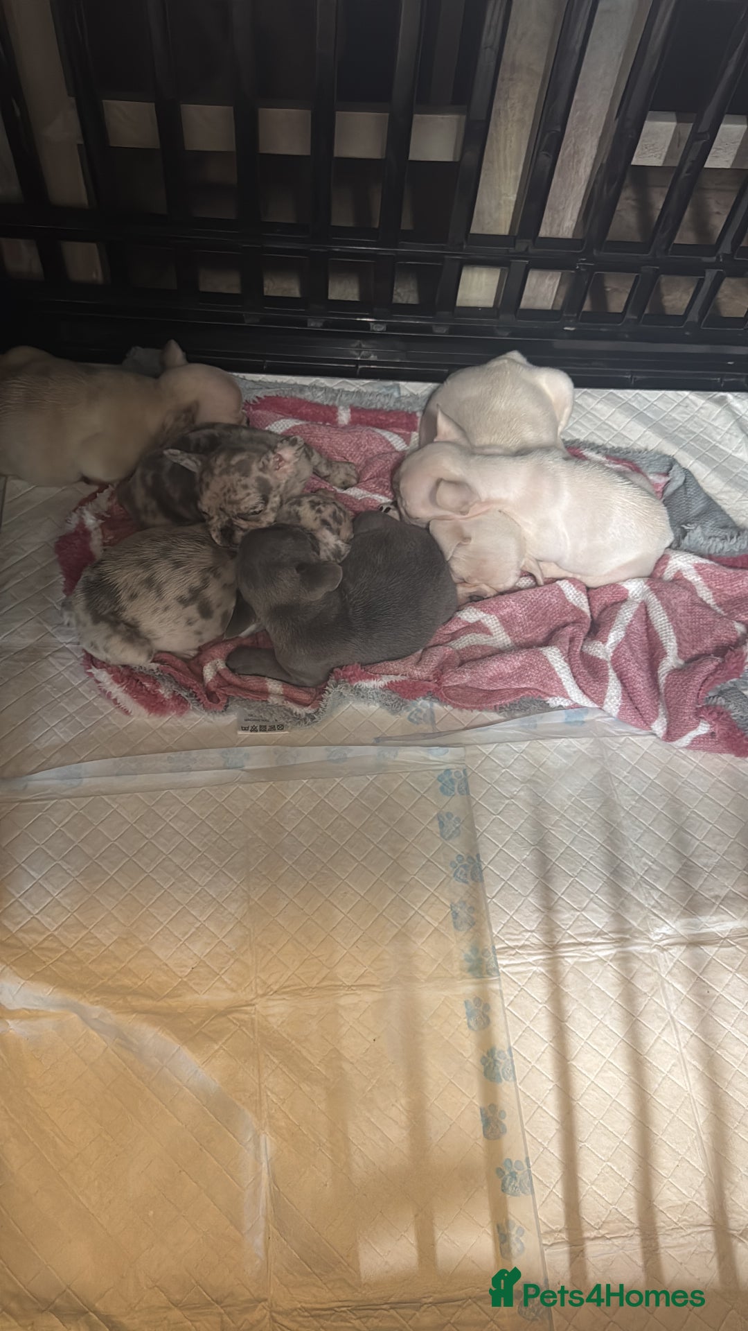 French Bulldog dogs for sale: Adorable French Bulldogs - Image 2
