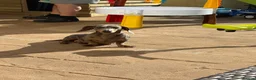 Miniature Dachshund dogs for sale: 6 Beautiful Purebred Miniature Dachshunds  - Advert 4