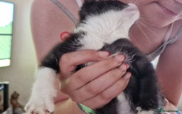 Mixed Breed cats for sale: ready to go - Image 19
