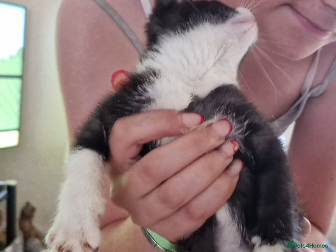 Mixed Breed cats for sale: ready to go - Image 19