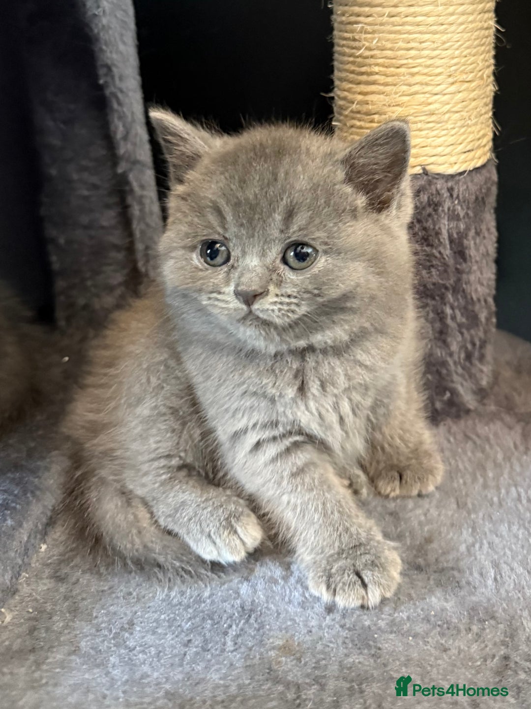 British Shorthair cats for sale: Beautiful British Shorthairs  - Image 11