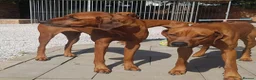 Rhodesian Ridgeback dogs for sale: !!KC CHAMPION AFRICAN RHODESIAN RIDGEBACK!! in Doncaster - Advert 18